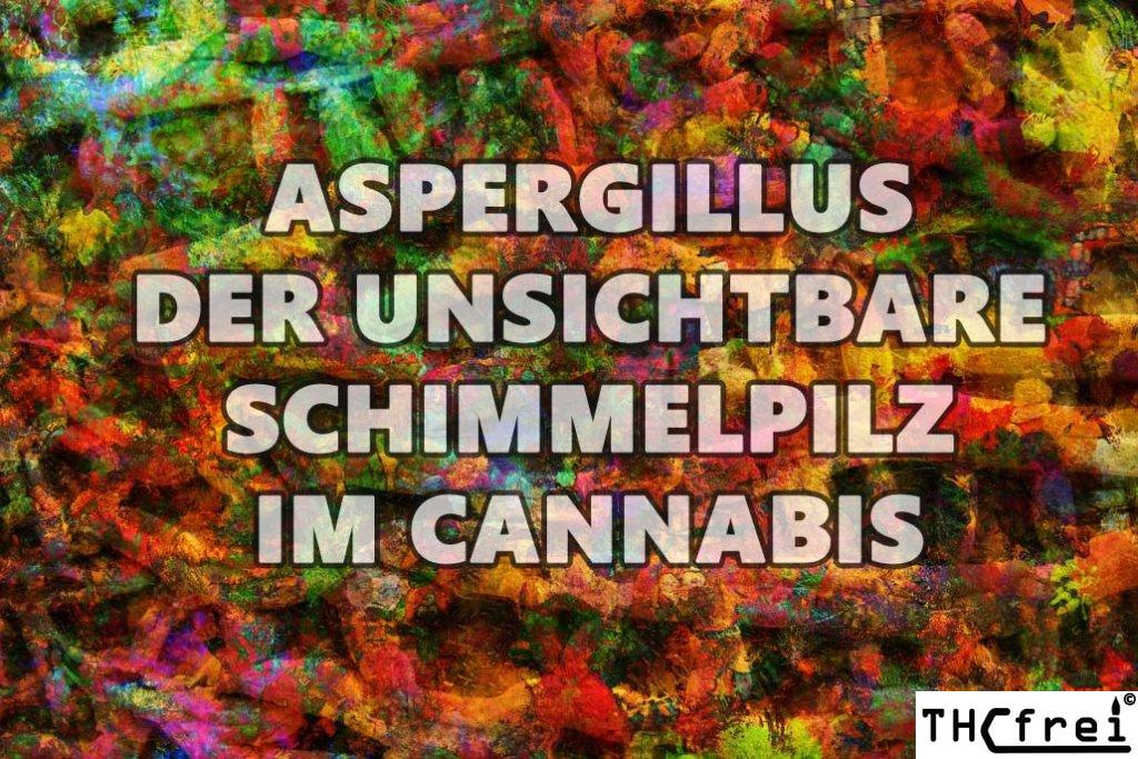 Aspergillus im Cannabis gefährlich für Cannabiskonsumenten