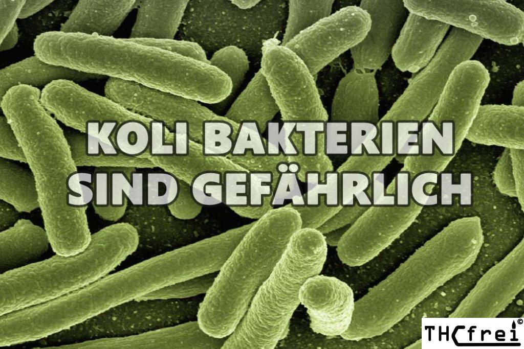 Koli Bakterien gefährlich für Cannabiskonsumenten